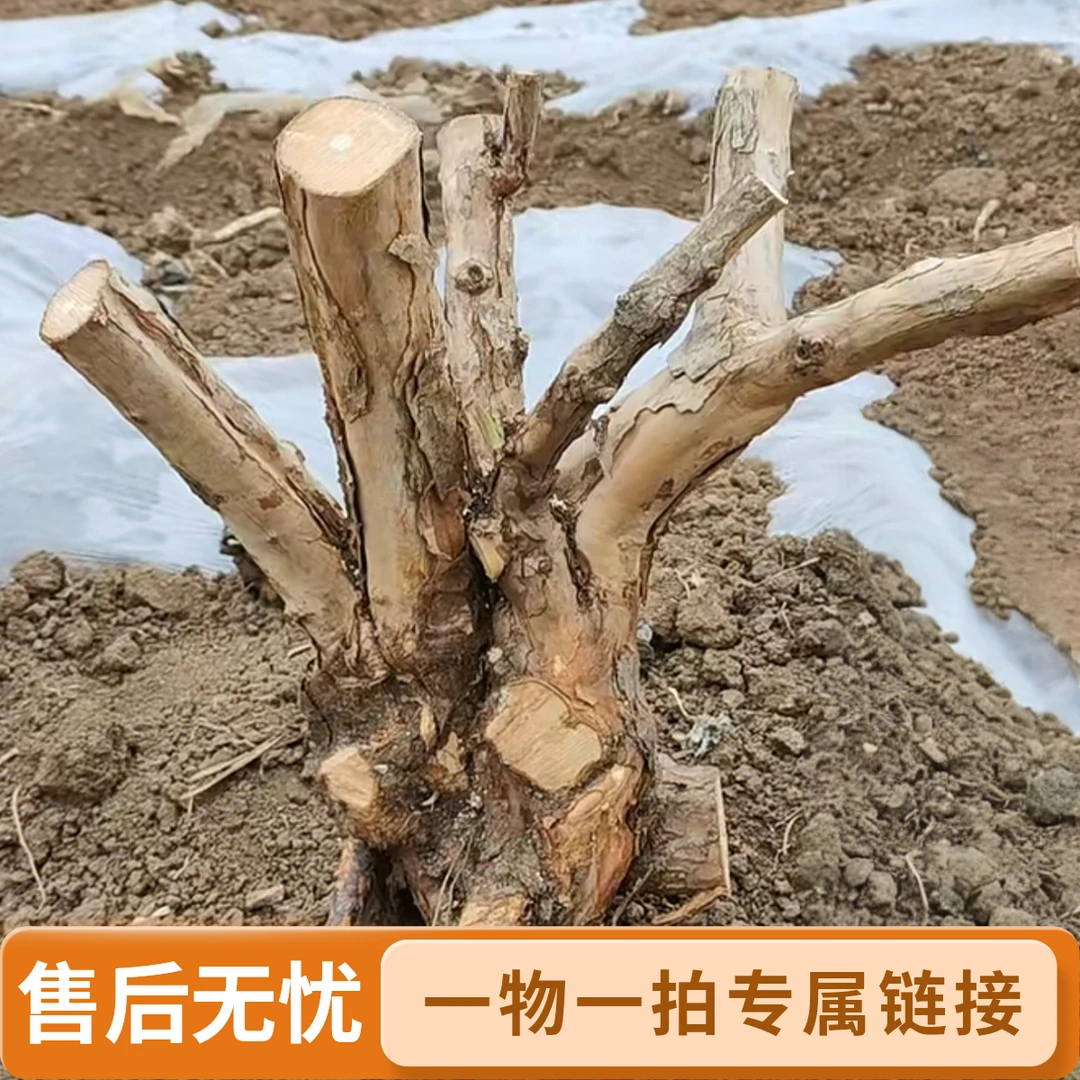 刺梨桩蔷薇科山木香可嫁接月季,玫瑰