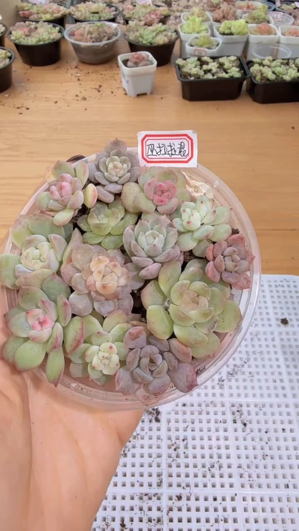 巫拉拉混 1盒 量拍混发 满9.9包邮