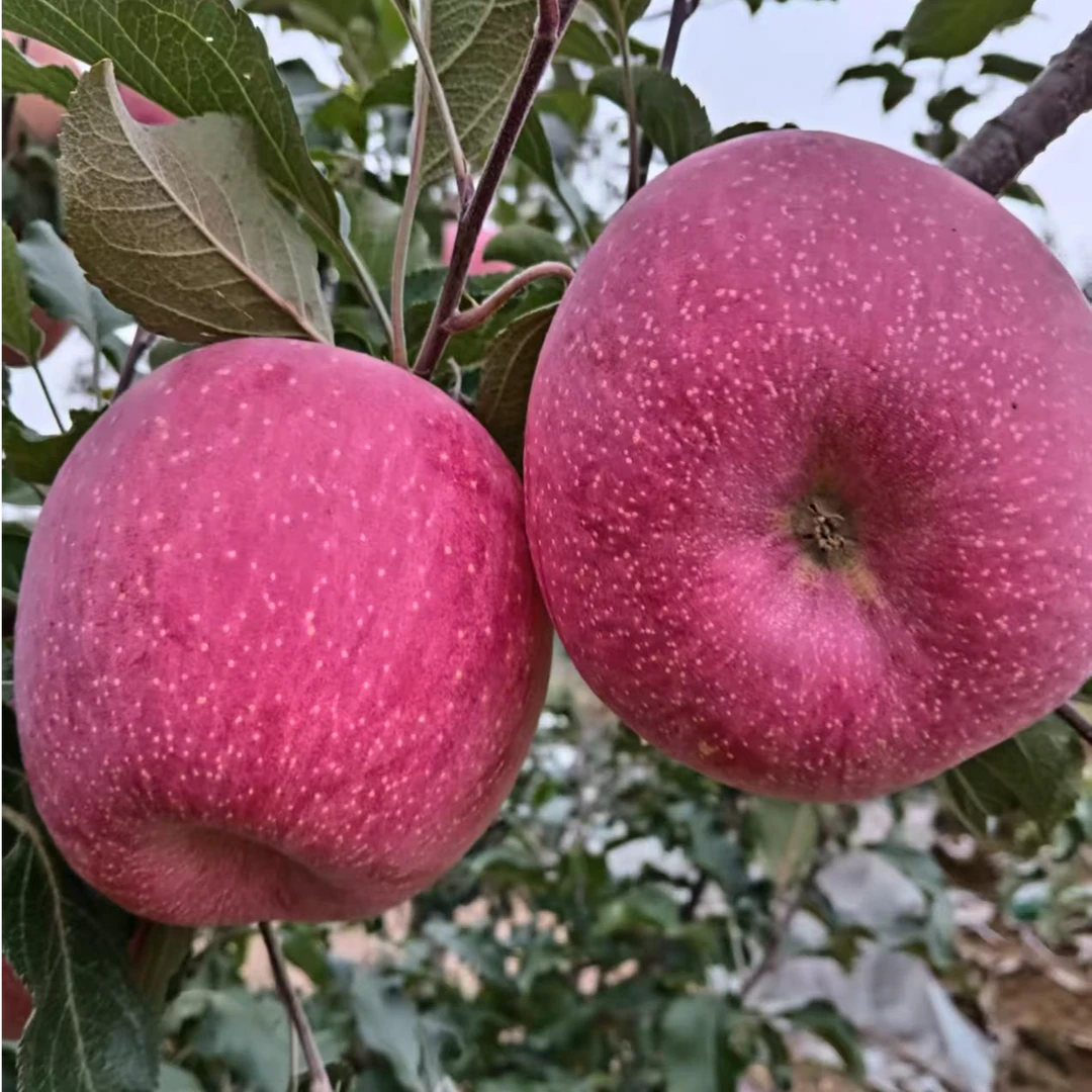 正宗天水红富士当季水果脆甜新鲜现摘多汁营养丰富包邮