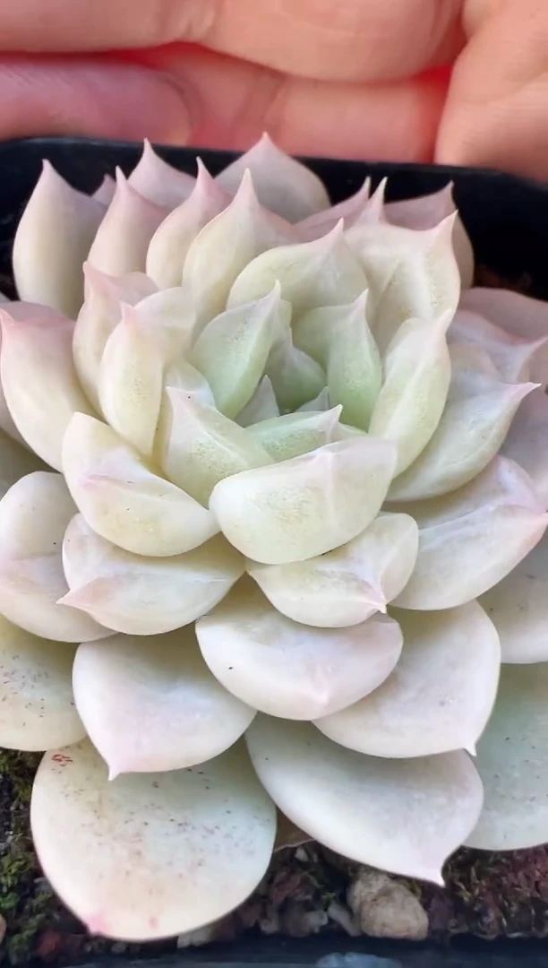 【闪购商品】蝶叶-15