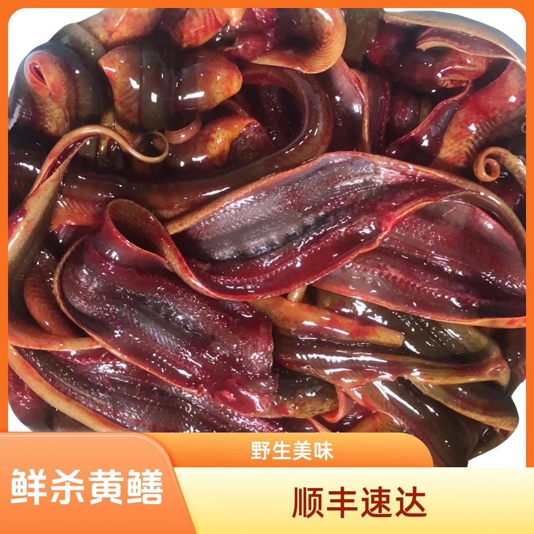 正宗野生黄鳝称重后鲜杀现发顺丰快递包新鲜