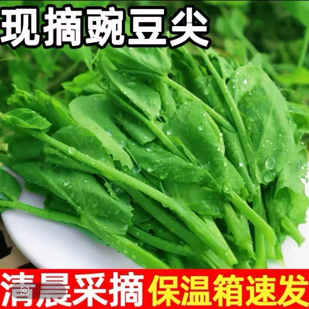 四川自贡自家种的豌豆尖火锅必备