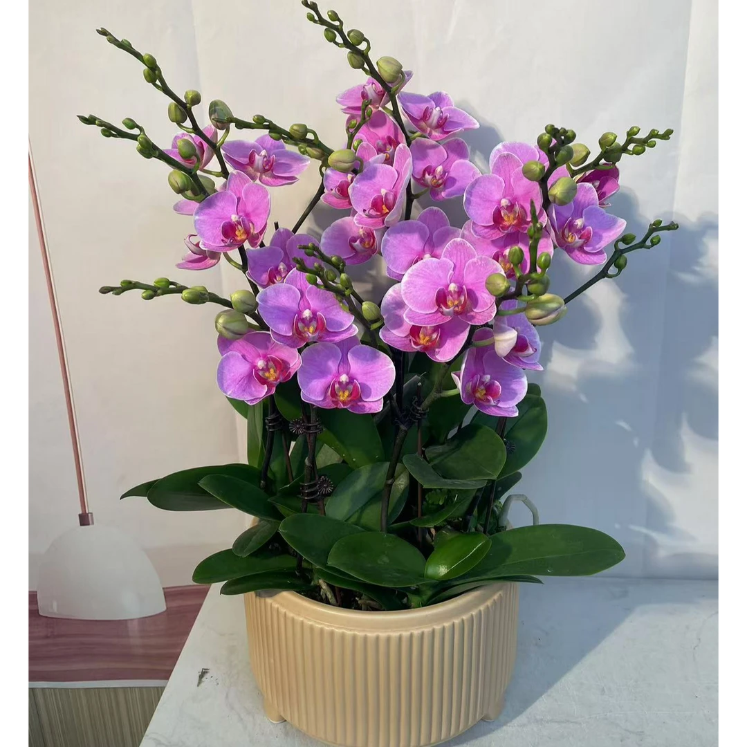 [紫蝶]精品蝴蝶兰室内花老苗叶子开裂属于现象