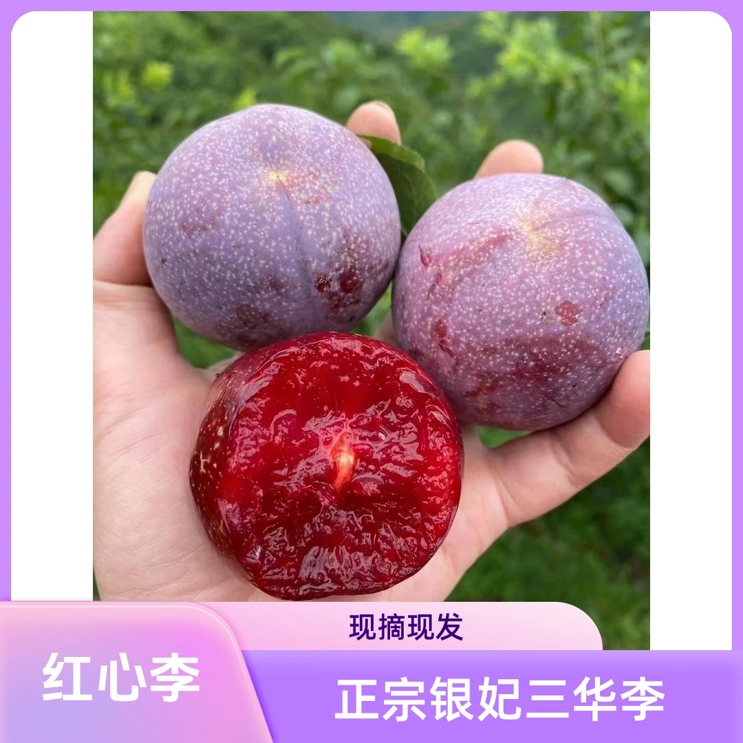 【现货先发】正宗钱排银妃三华李孕妇当季新鲜采摘水果 红心李