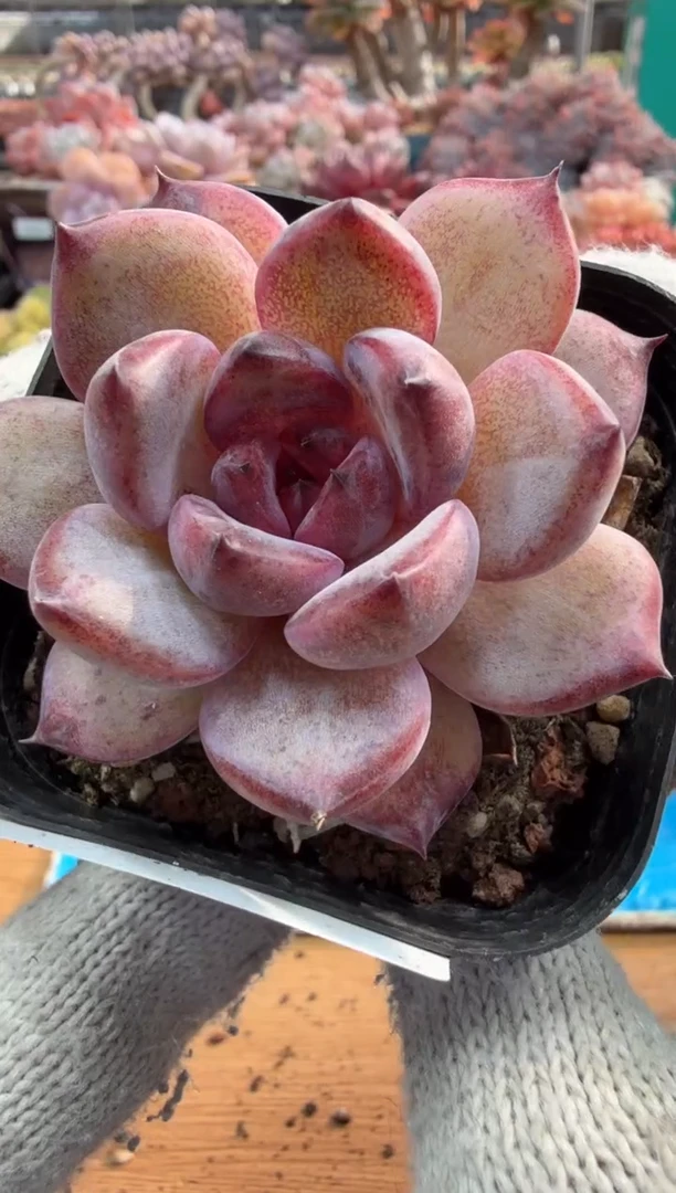 东云多肉园三店-52