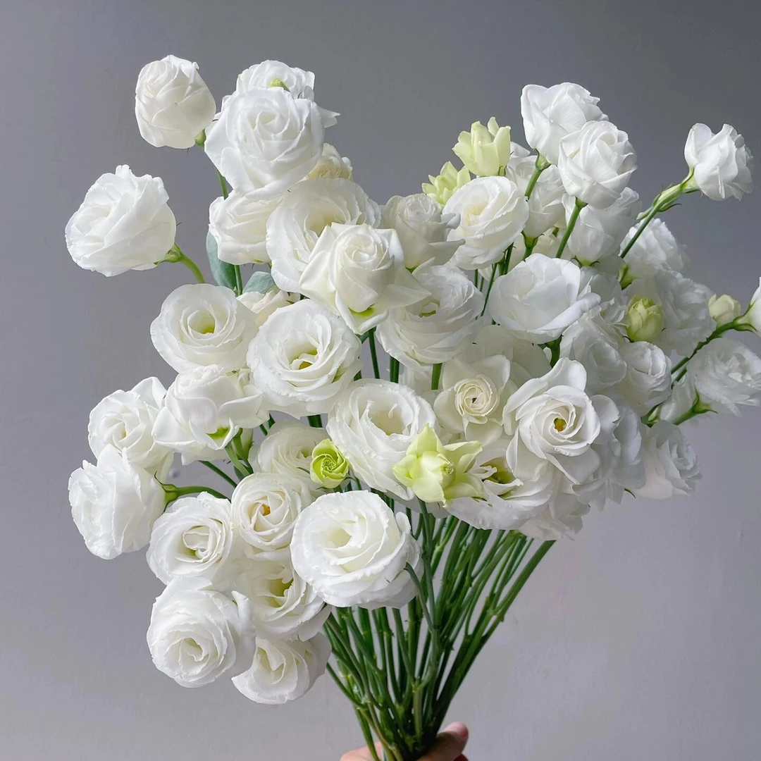 【冷链包邮】浪漫白色洋桔梗云南基地直发鲜切花 两单升级顺丰冷链