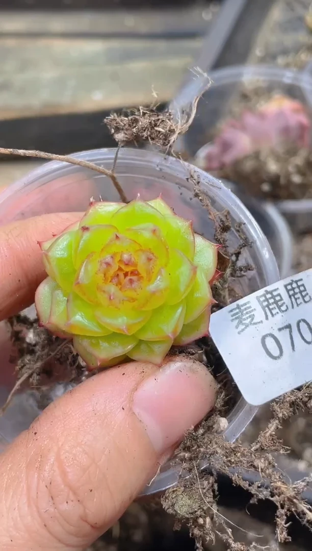 070孤品     量拍