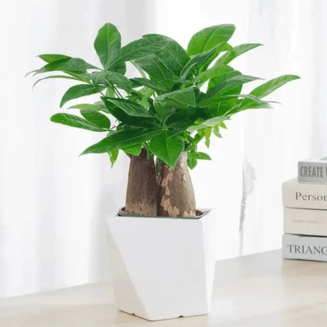 【三杆发财树】客厅新款绿植室内招财植物四季常青好养净化空气耐旱