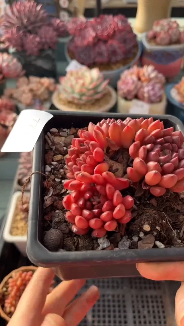 773群生红宝石多肉