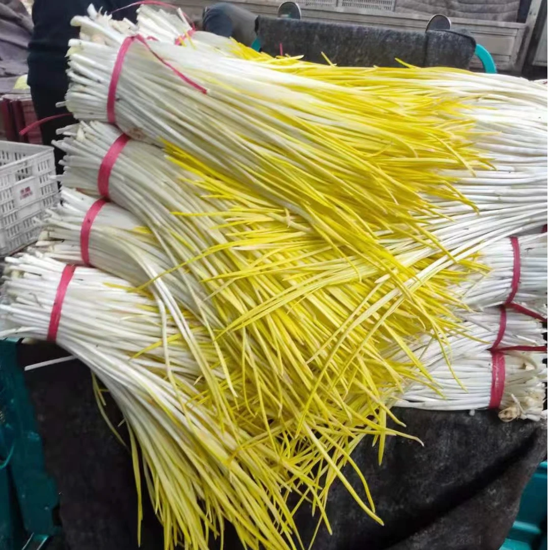 山东现割现挑新鲜蒜黄口感脆嫩当季时令蔬菜