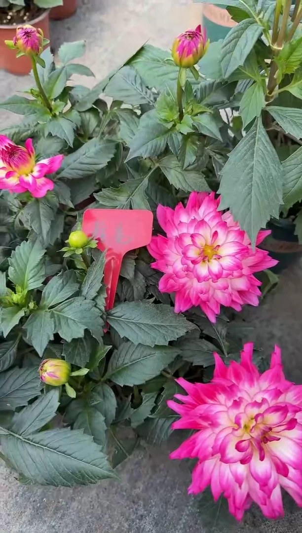 无花朵小丽花玫红荷花