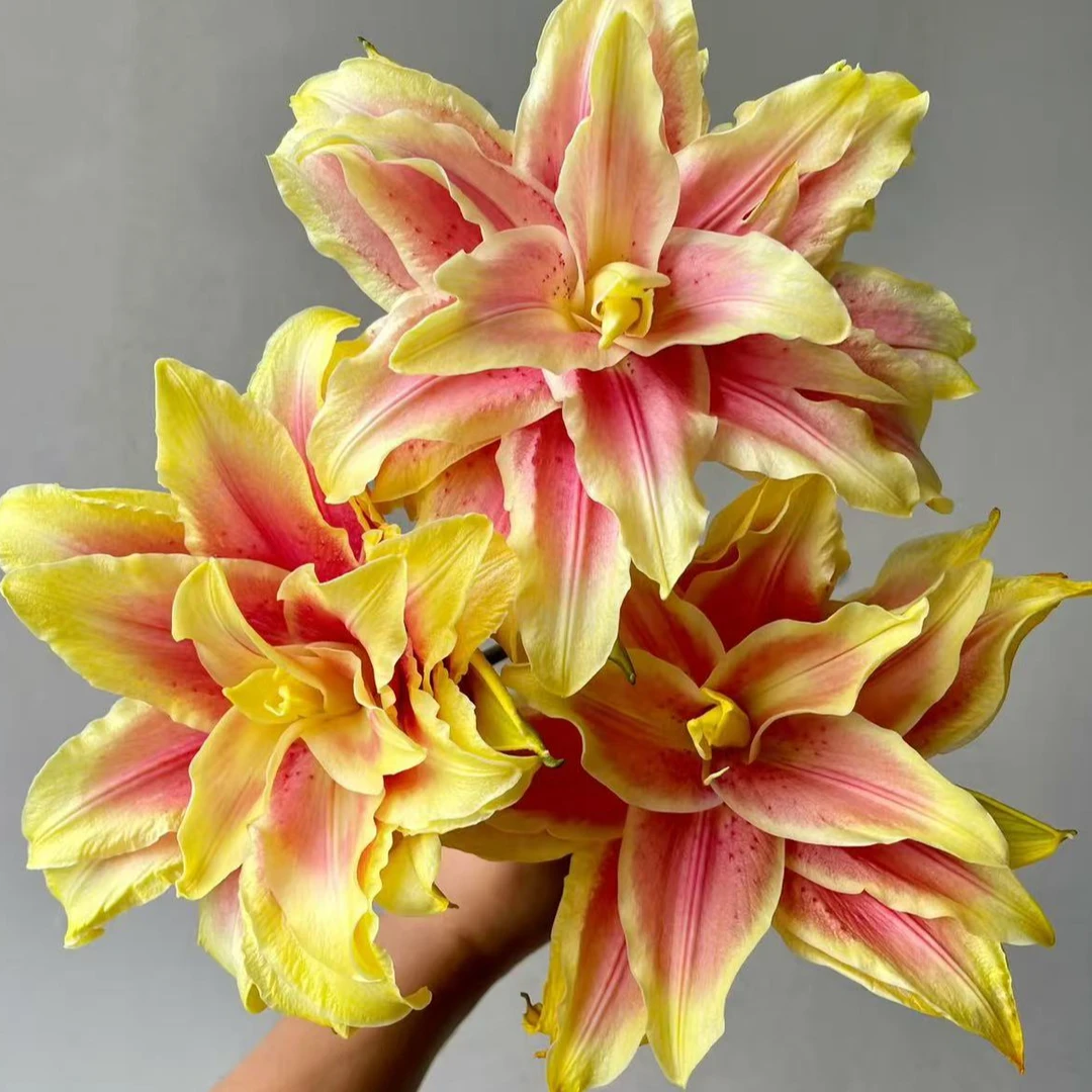 【源头优选】心想事橙重瓣百合 任意2单鲜花升级快递发货不支持退款