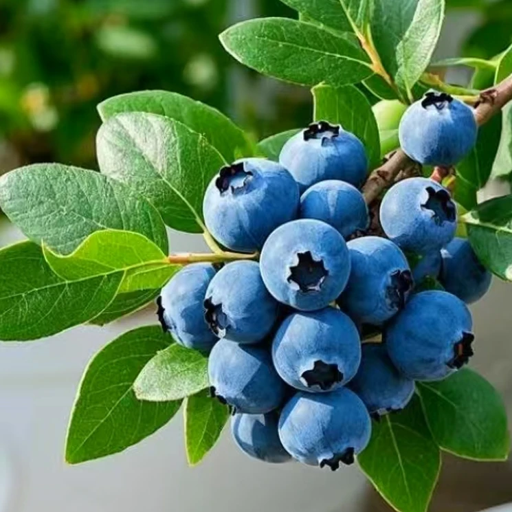 云南16mm蓝莓 单盆1000g左右多规格云南省