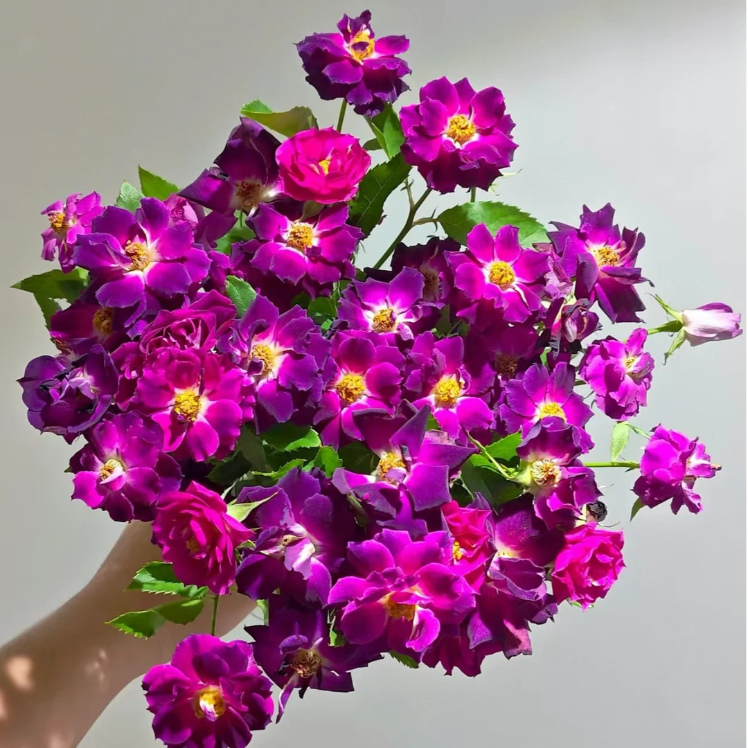 【独鬏鬏优选】云南稀有鲜花 [午夜深蓝] 多头玫瑰  顺丰冷链配送