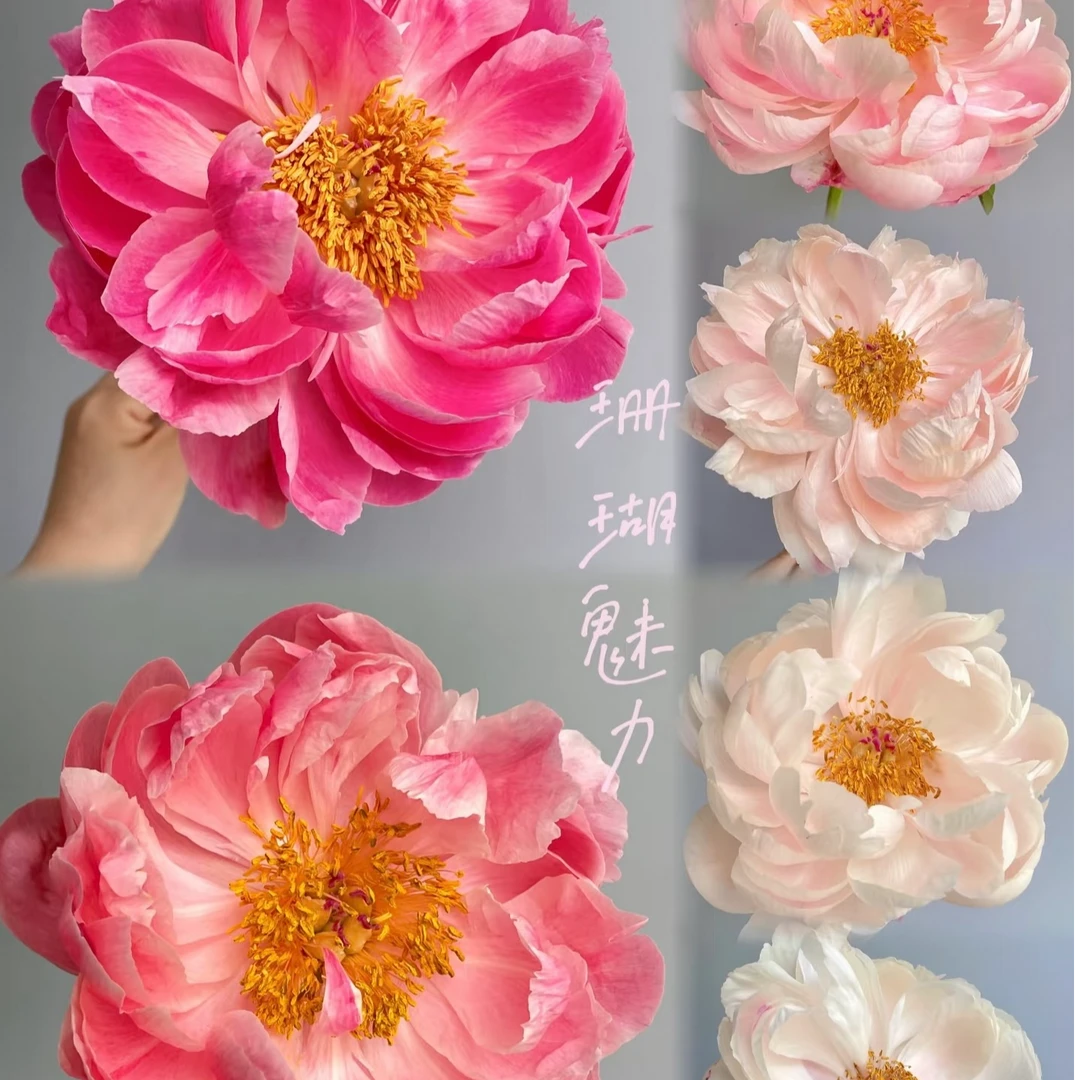 【现货】【A级落日珊瑚】变色芍药 鲜切花 山东芍药基地