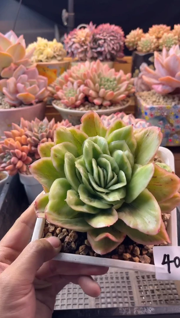 11.7-40冰玫瑰锦1111111111111