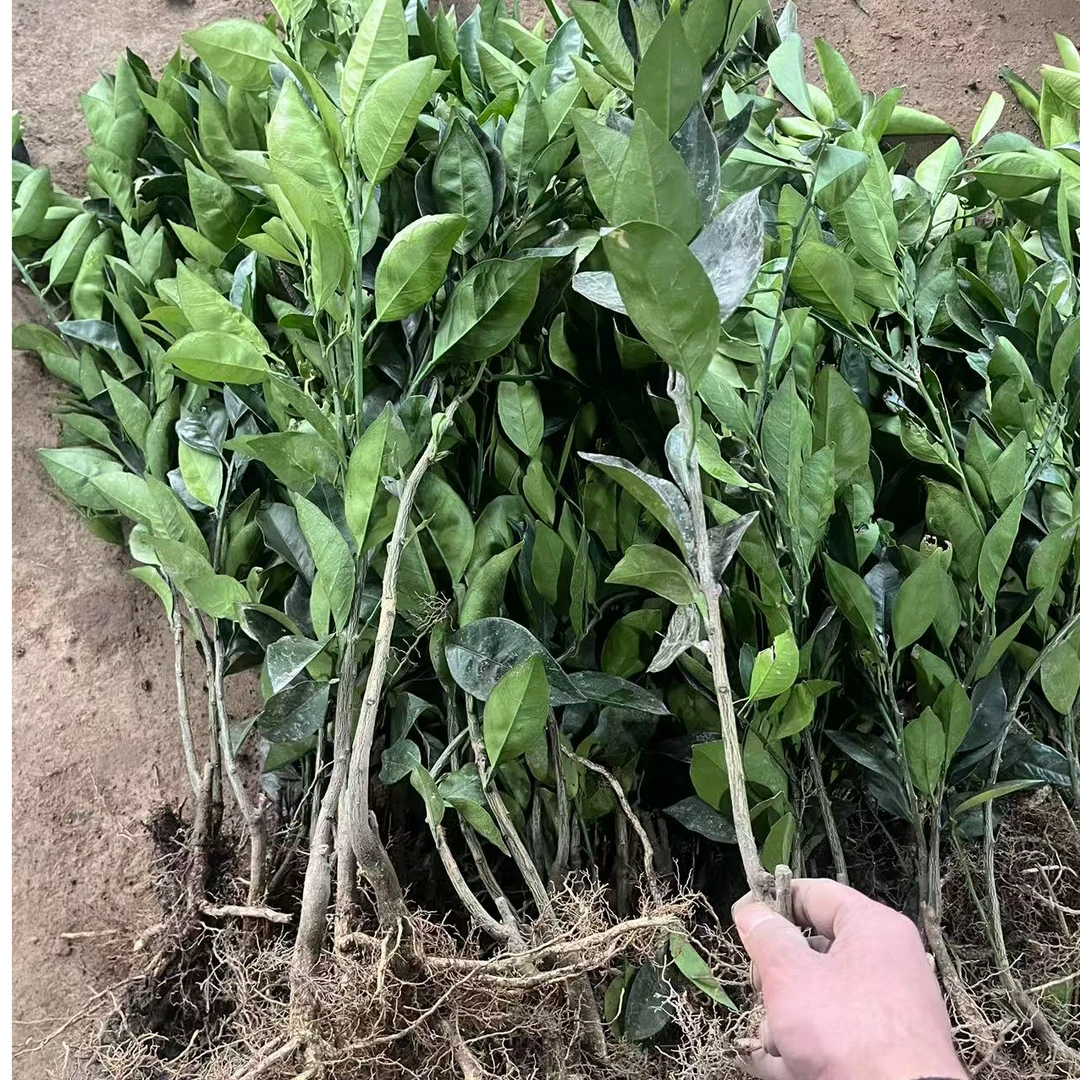 木瓜蜜丁橙苗橙果树嫁接苗地栽盆栽果树南方北方种植橙子树小苗