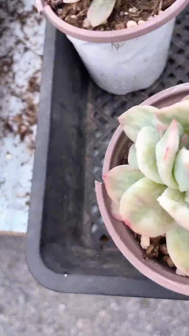 【闪购商品】90泡泡纱单头多肉