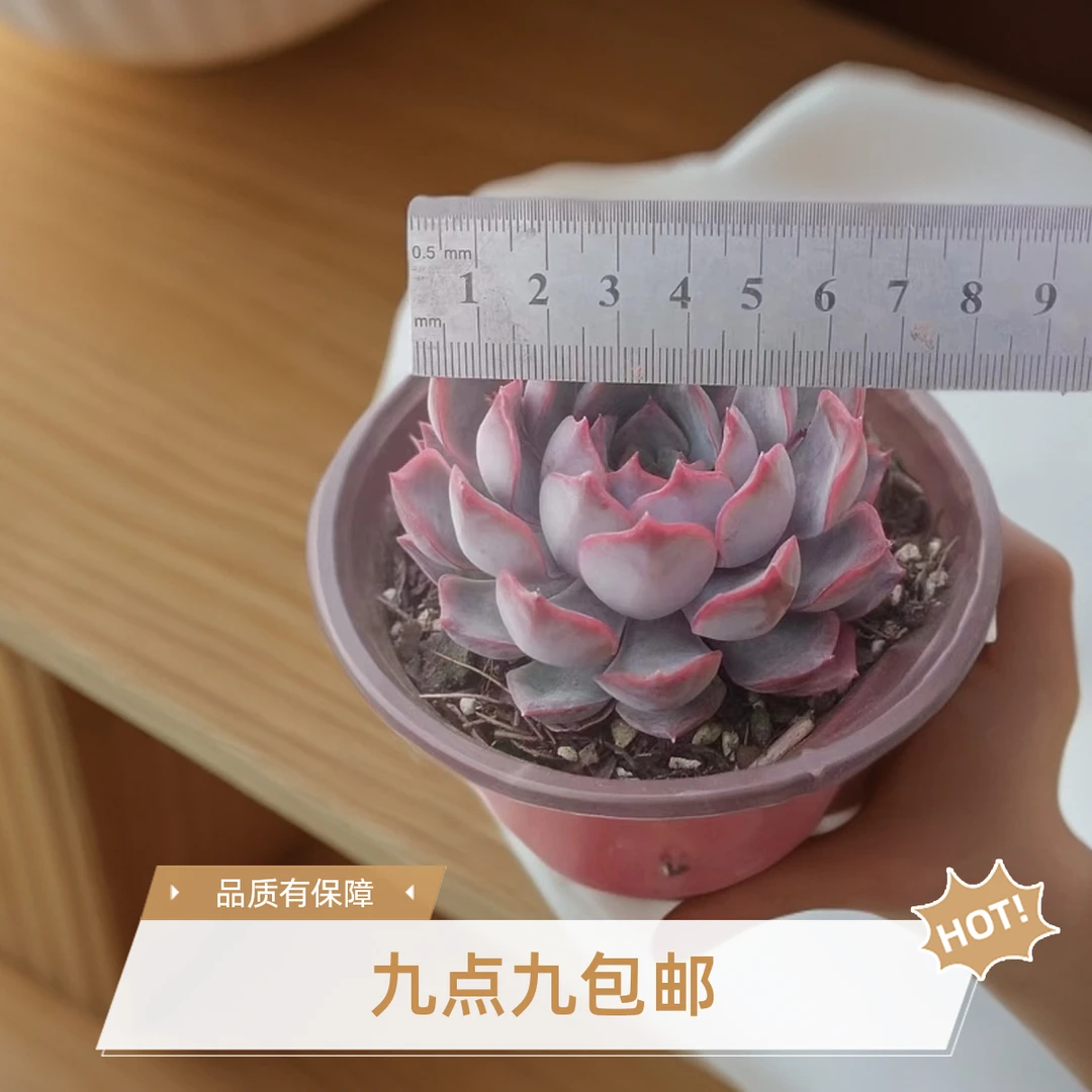暗冰多肉（ 九点九包邮 ）以直播间实物为标准