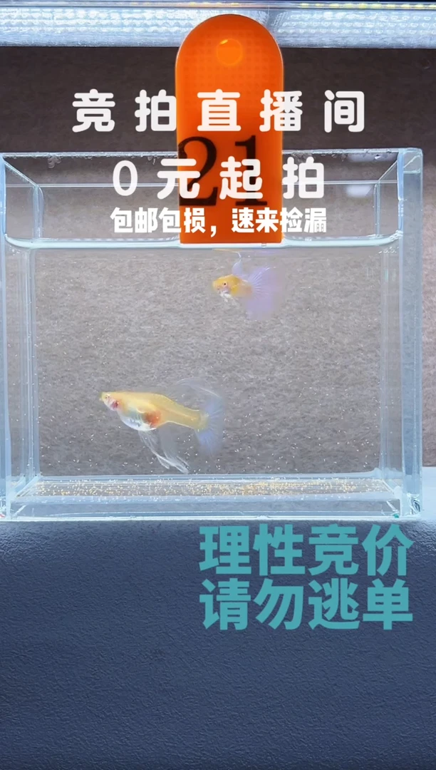 孔雀鱼蓝白大C带胎一对编号21