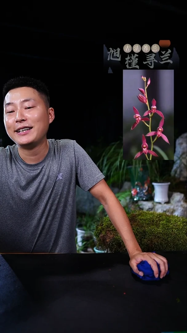 当前无花栽培后可以开花建兰—好日子（前垄子母2苗）