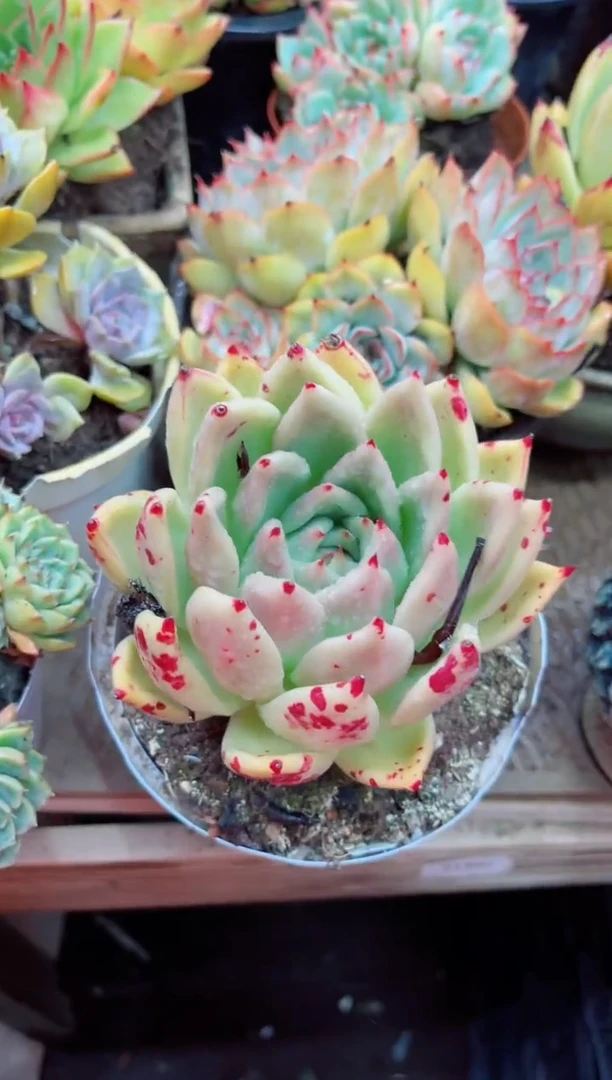 沉*16035多肉植物一物一拍