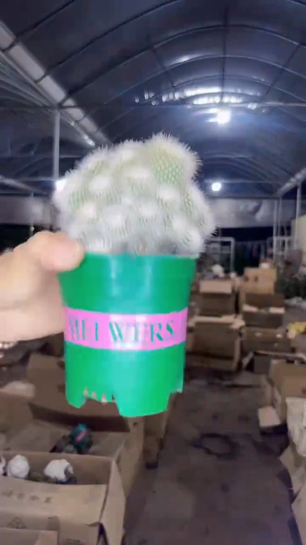 白小丁 群生【带根】