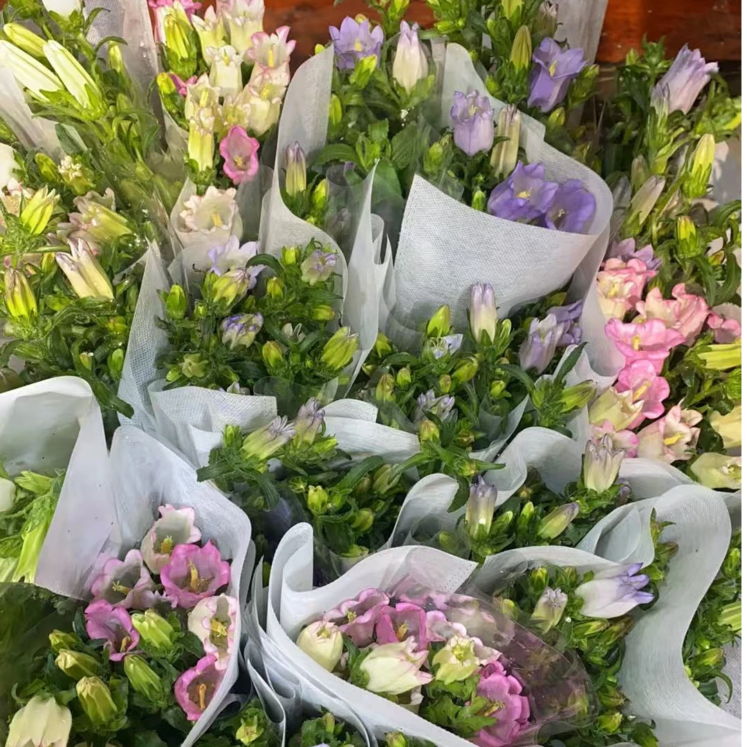 【新疆包邮】风铃草鲜花一把家居鲜花办公鲜花