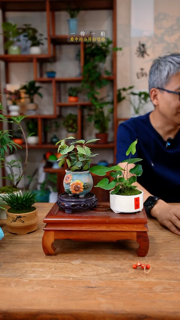不开花植物卡****收豆瓣绿+心愿蕨449