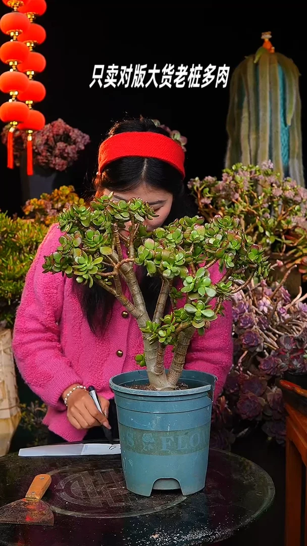 【闪购商品】摇钱树24号