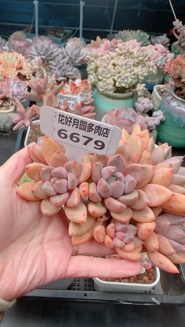【闪购商品】6679.
