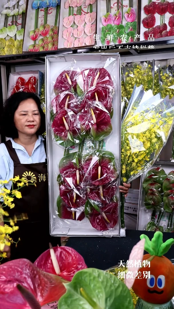 小巨人大12支巨型掌+B级跳舞兰1束，微瑕无售后