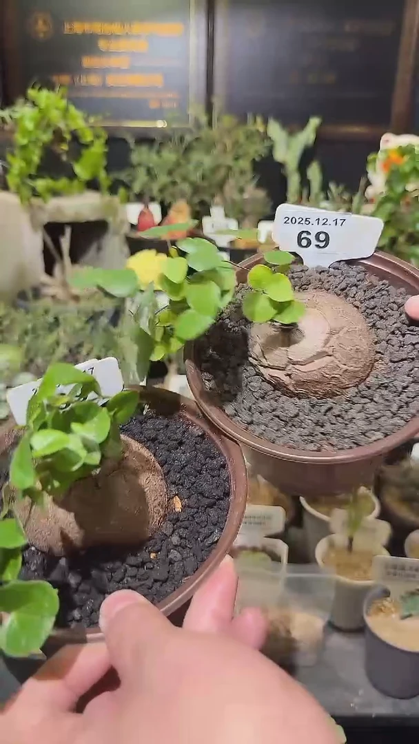 69号1217福利南非龟甲龙买一送一