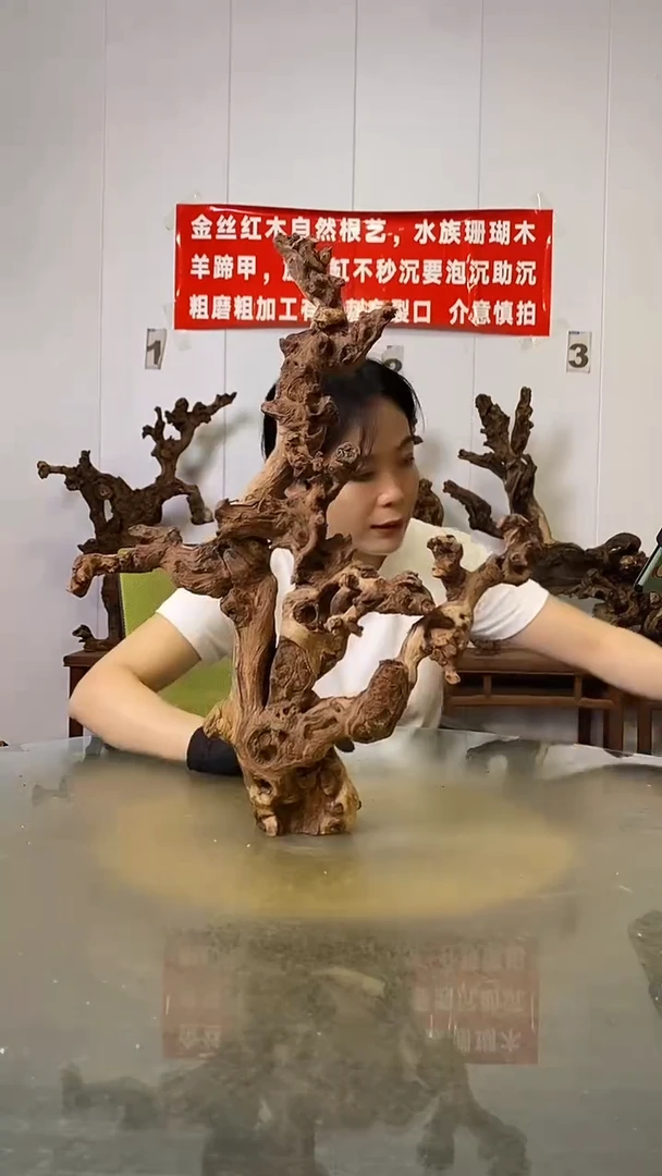 香榧木王**1金丝红木   羊蹄甲