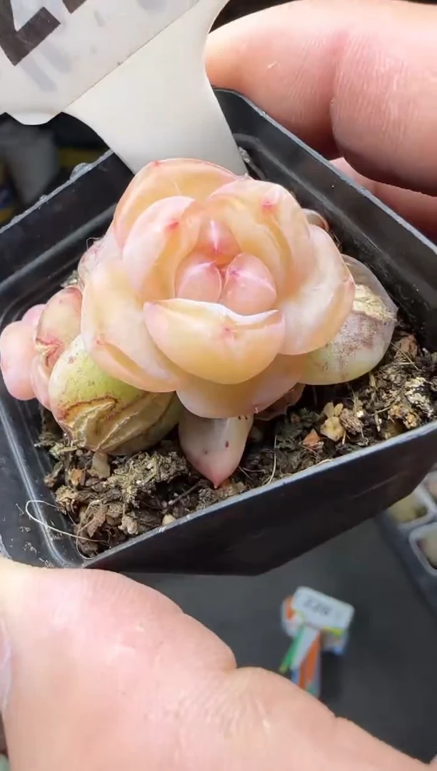 【闪购商品】一物一拍0210—225