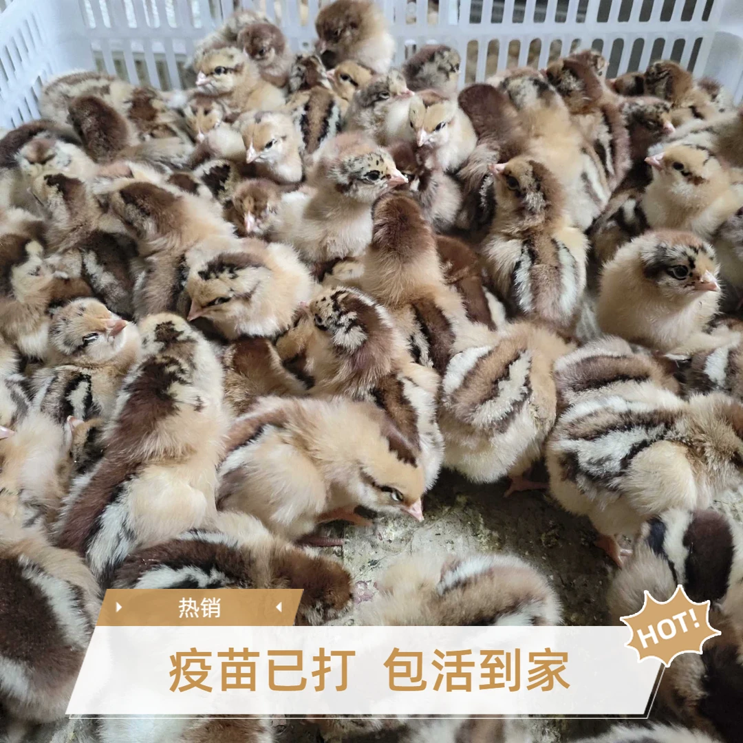 青脚麻鸡土鸡仔产绿壳蛋鸡红瑶【宠物活体】