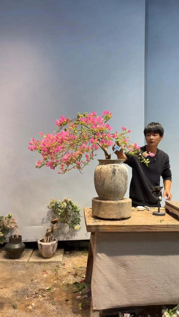 以实际为准糖*三角梅99