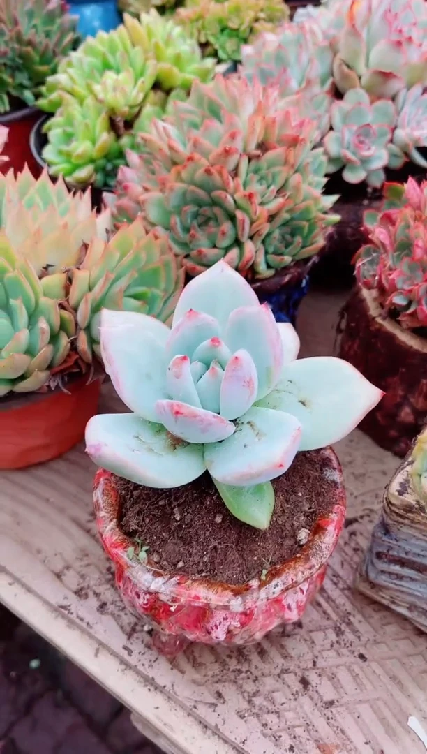 潘****）多肉植物一物一拍03147