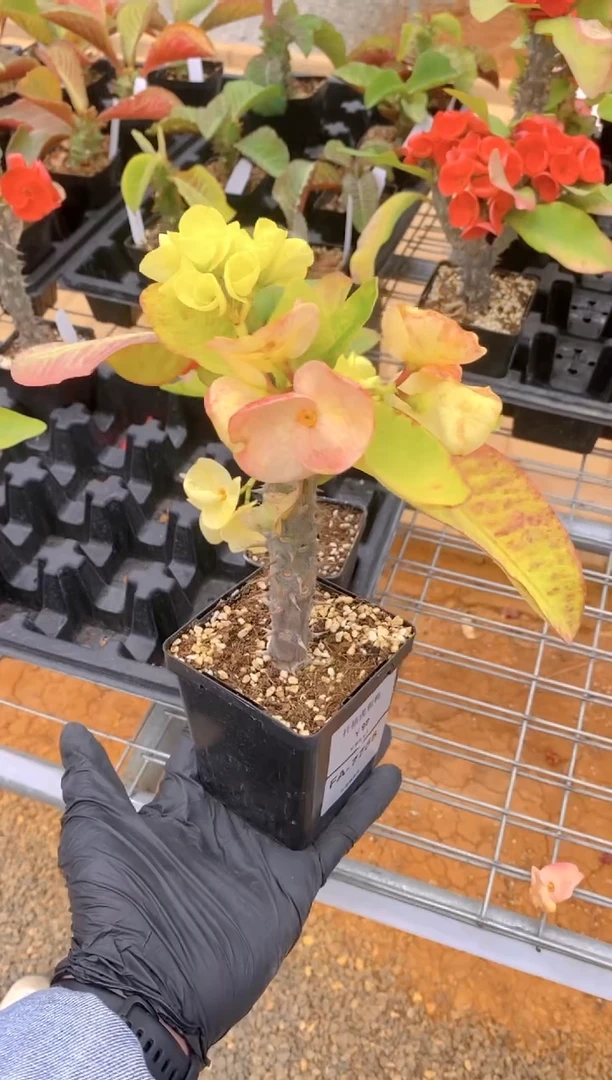 【闪购商品】扦插虎刺梅FA-7755