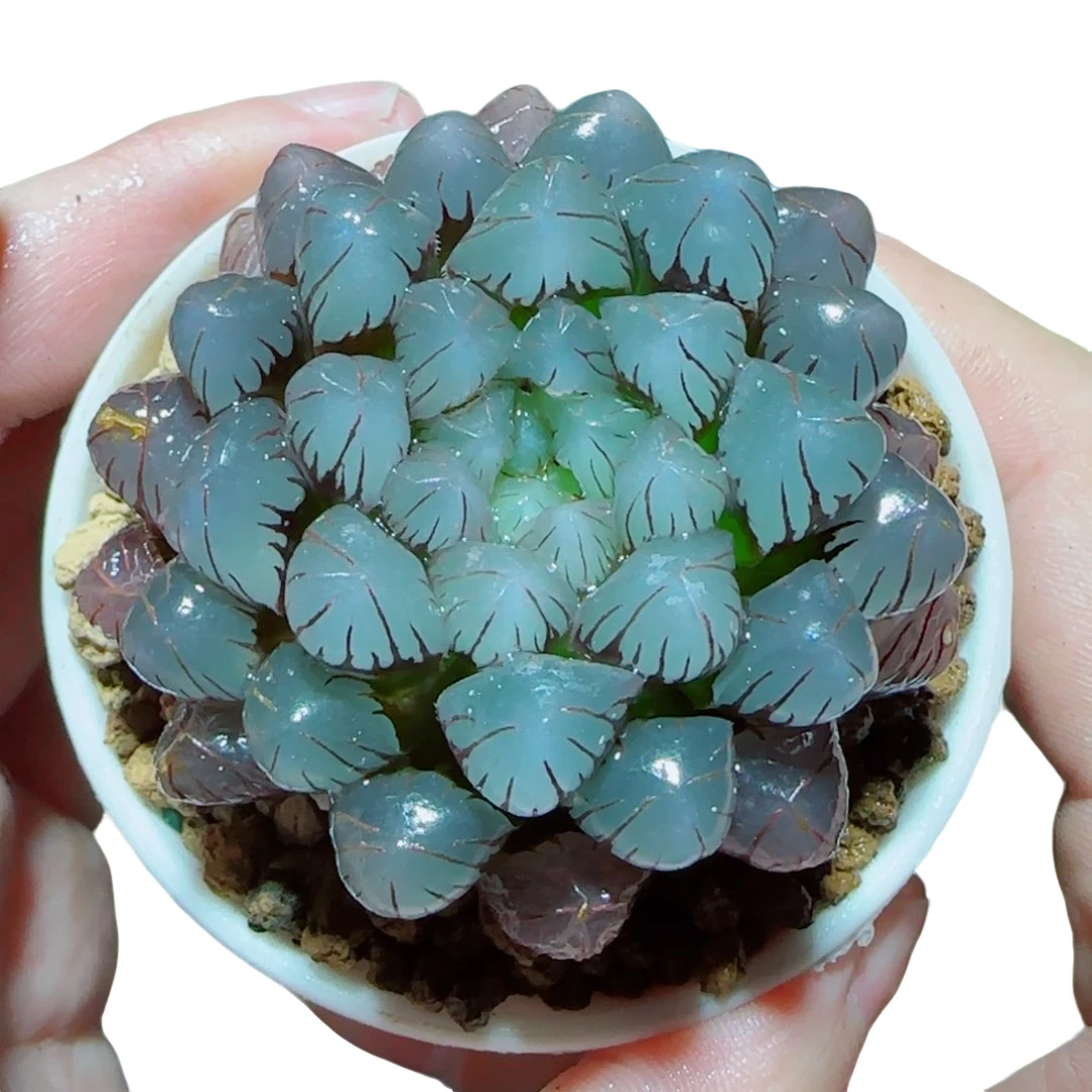 【紫冰灯玉露】好养拍下明天发货多肉植物