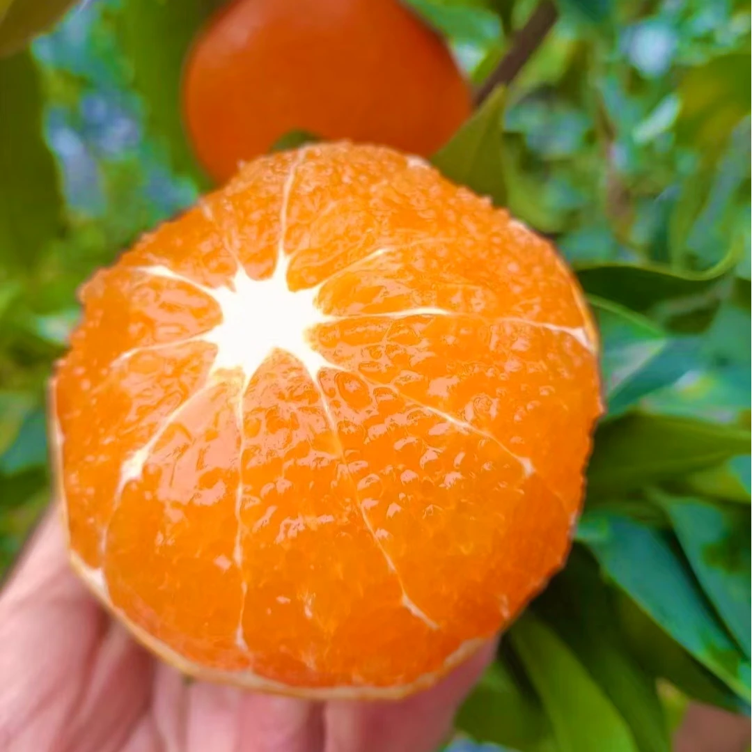 【枝头鲜】四川爱媛38号果冻橙手剥橙冰糖爆汁果冻橙新鲜应季水果