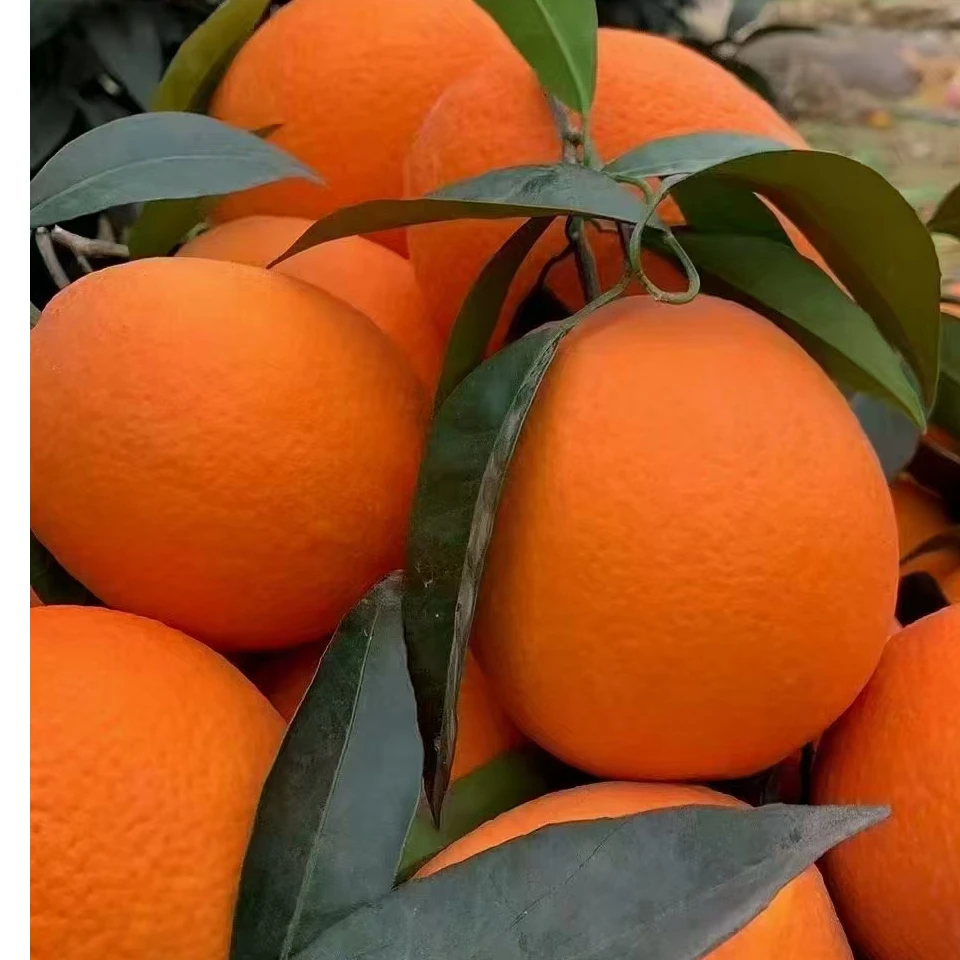 （坏果包赔）中果 正宗奉节脐橙纽荷儿现摘现发当季水果新鲜采摘