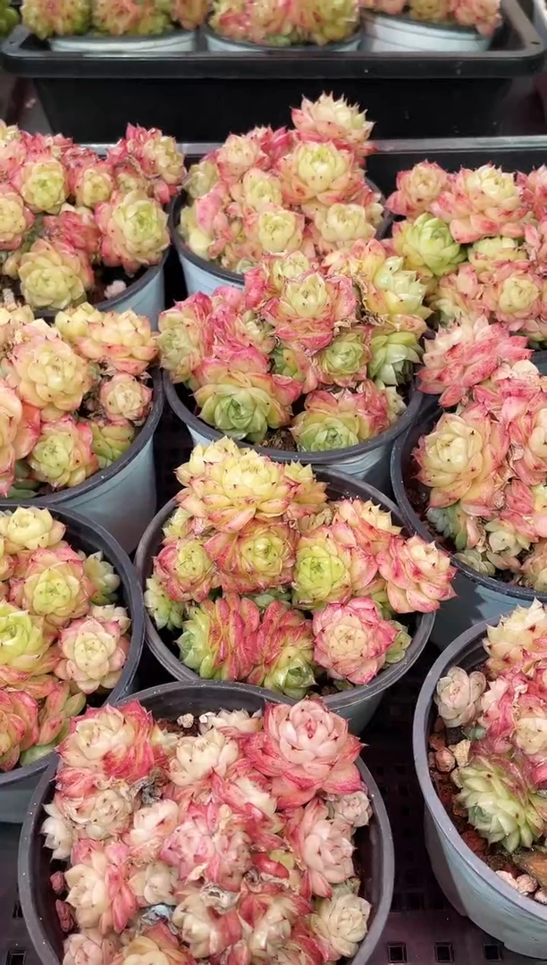 闪购2250  草莓晶体多肉一颗