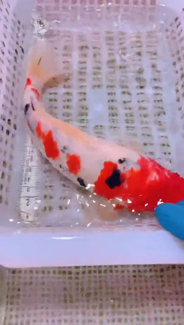 锦鲤冷水观赏鱼全场包邮146