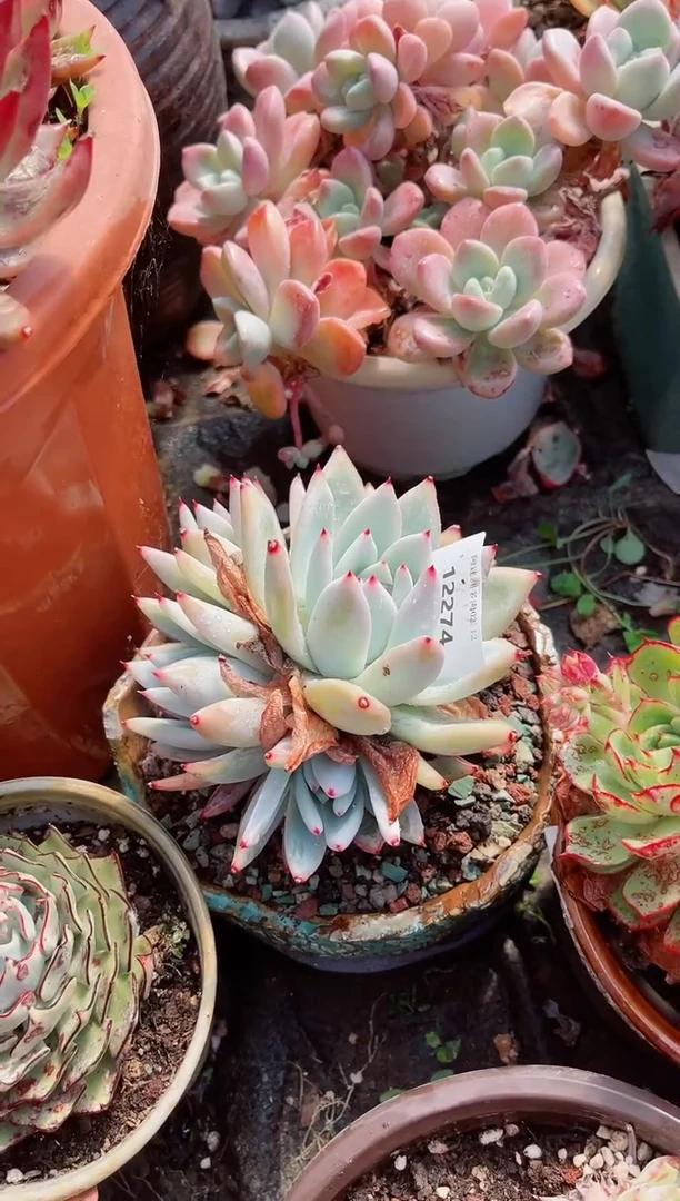 【闪购商品】12274