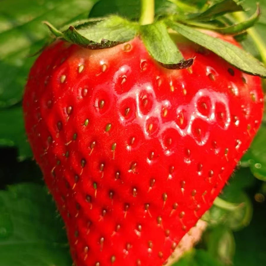 新鲜好吃的丹东久久草中果