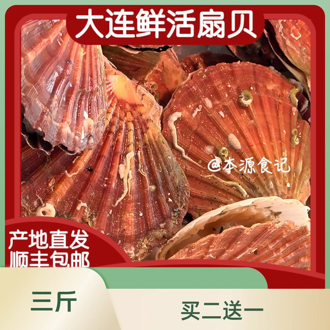 【批发】大连直发大连鲜活水产品扇贝买二斤送海鲜一斤
