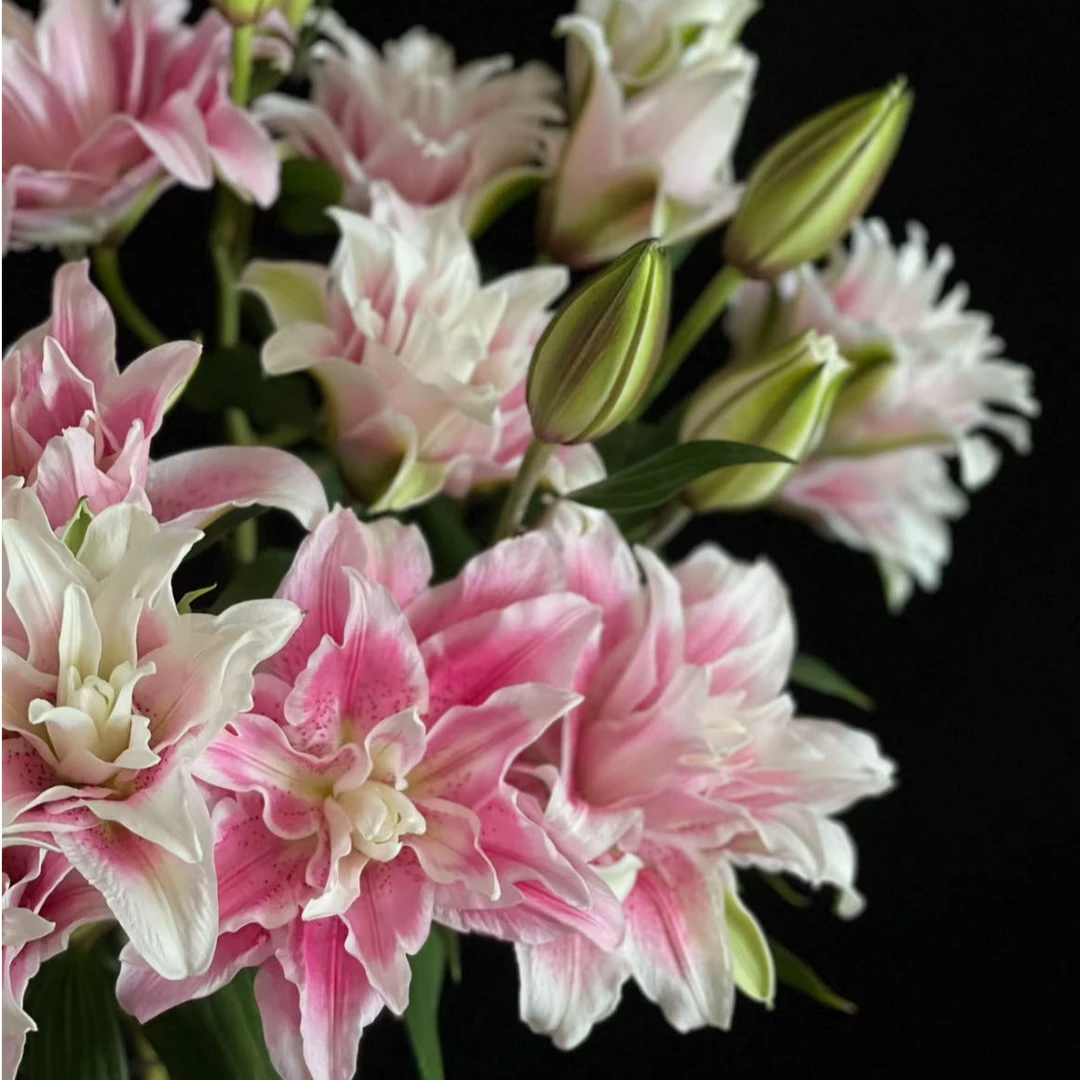 【小阿阮】A级重瓣香水百合#伊莎贝拉#粉嫩花期长鲜花装饰 顺丰直发