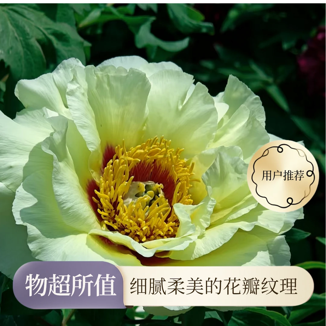 皇冠国外品种汉牡丹园牡丹花卉重瓣大花（先发肥，秋天发苗）