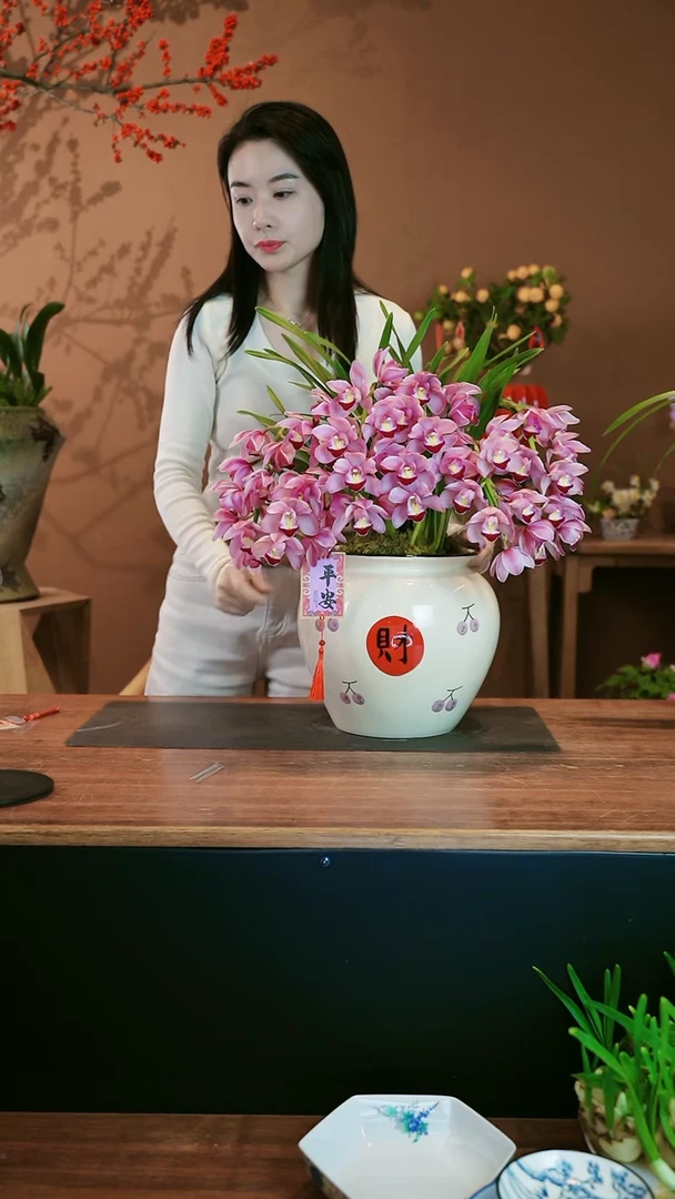 【闪购商品】盆景小粉拱兰 财